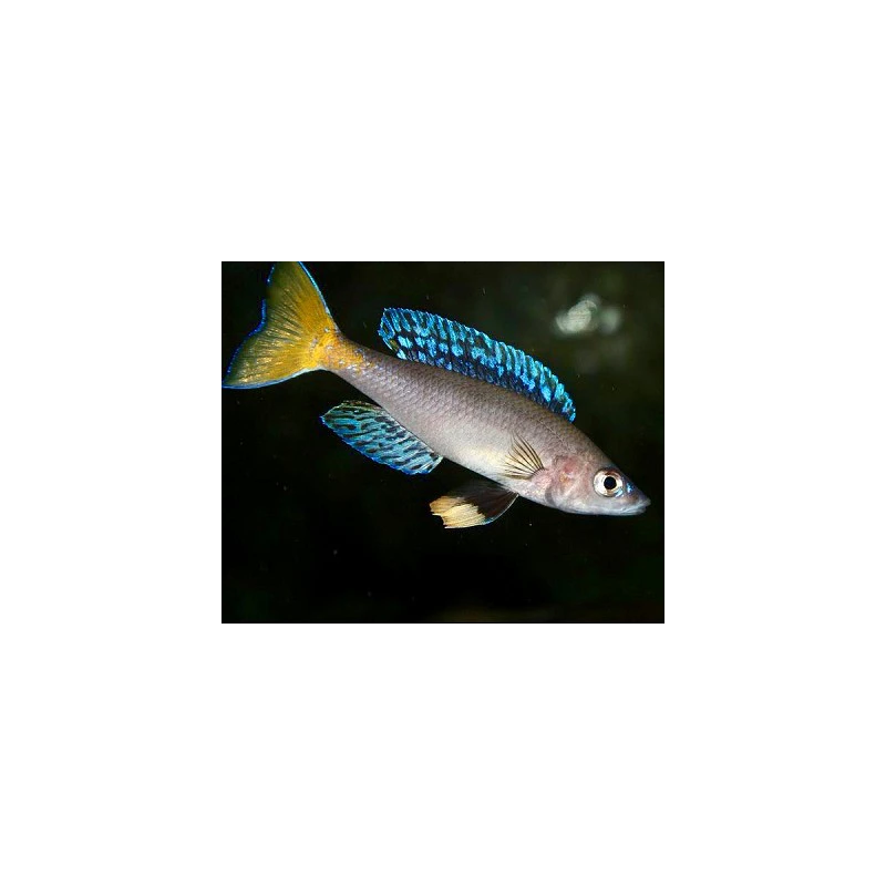 Cyprichromis leptosoma mpulungu - 4 - 5 cm
