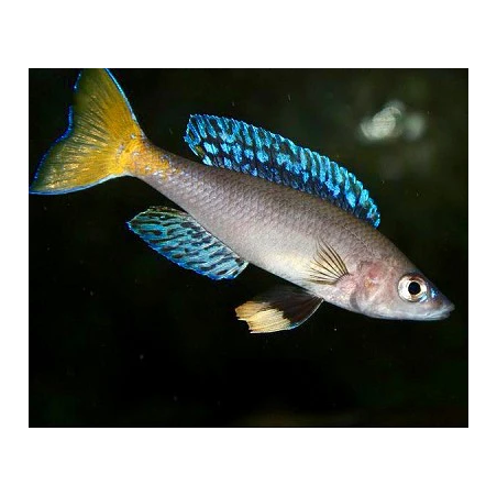 Cyprichromis leptosoma mpulungu - 4 - 5 cm