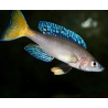 Cyprichromis leptosoma mpulungu - 4 - 5 cm
