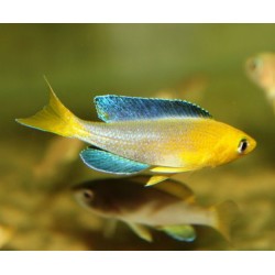 Cyprichromis leptosoma yellow head Kekese - 4 - 5 cm