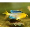 Cyprichromis leptosoma yellow head Kekese - 4 - 5 cm