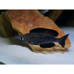 Cyprichromis microlepidotus black - 4 - 5 cm
