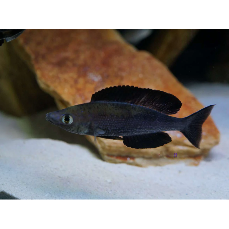 Cyprichromis microlepidotus black - 4 - 5 cm
