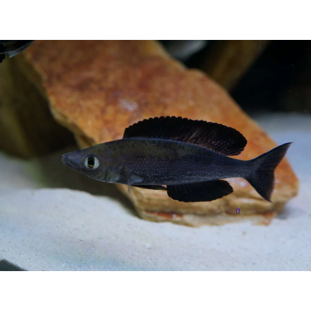 Cyprichromis microlepidotus black - 4 - 5 cm