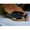 Cyprichromis microlepidotus black - 4 - 5 cm