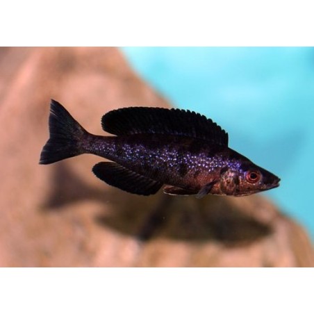 Cyprichromis microlepidotus kiriza - 5 - 6 cm