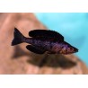 Cyprichromis microlepidotus kiriza - 5 - 6 cm