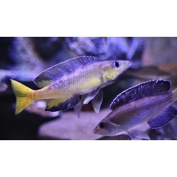 Cyprichromis speckleback rainbow cape tembwe sp. - 4 - 5 cm