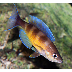 Cyprichromis zonatus - 4 - 5 cm