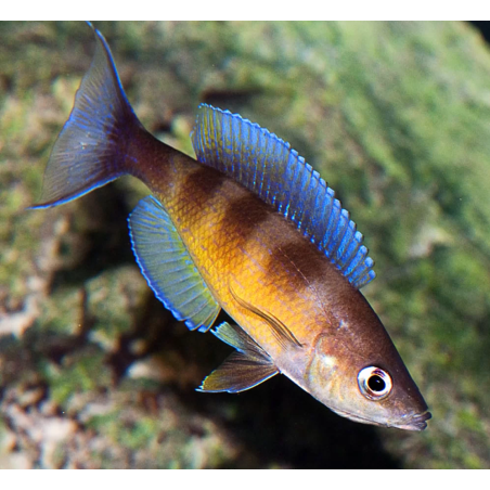 Cyprichromis zonatus - 4 - 5 cm