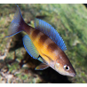 Cyprichromis zonatus - 4 - 5 cm