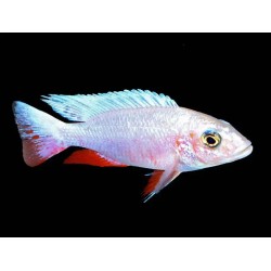 Sciaenochromis fryeri snow white - 3 - 4 cm