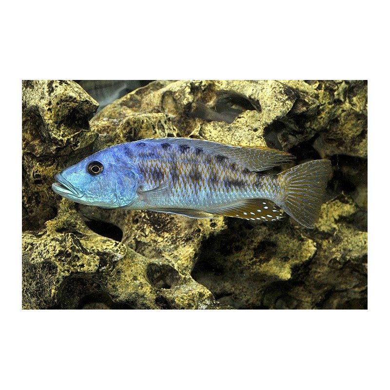 Tyrannochromis nigriventer - 5 - 6 cm