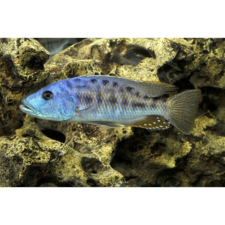 Tyrannochromis nigriventer - 5 - 6 cm