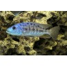 Tyrannochromis nigriventer - 5 - 6 cm