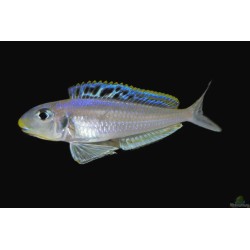 Xenotilapia bathyphilus kekese - 3 - 4 cm