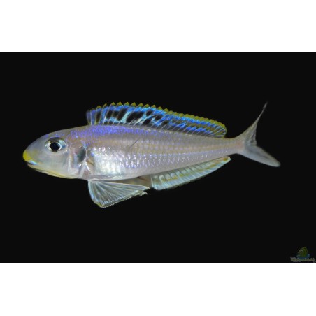Xenotilapia bathyphilus kekese - 3 - 4 cm