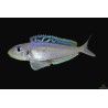Xenotilapia bathyphilus kekese - 3 - 4 cm