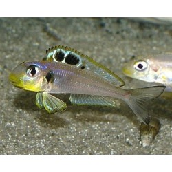 Xenotilapia bathyphilus - 4 - 5 cm