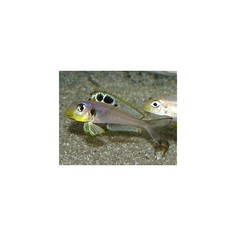 Xenotilapia bathyphilus - 4 - 5 cm