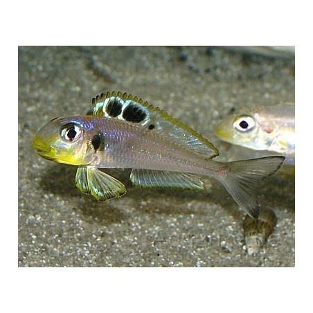Xenotilapia bathyphilus - 4 - 5 cm