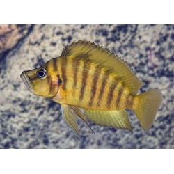 Altolamprologus compressiceps gold - 3 - 4 cm