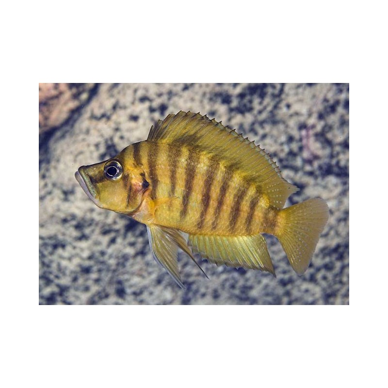 Altolamprologus compressiceps gold - 3 - 4 cm