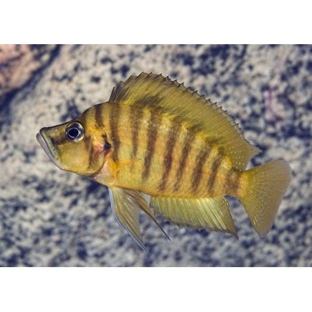 Altolamprologus compressiceps gold - 3 - 4 cm