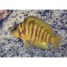 Altolamprologus compressiceps gold - 3 - 4 cm