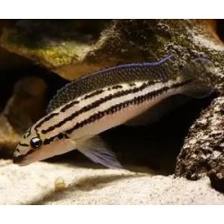 Julidochromis dickfeldi - 4 - 5 cm