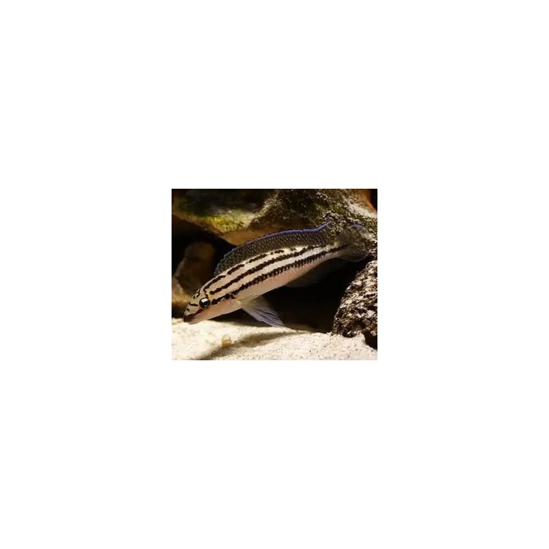 Julidochromis dickfeldi - 4 - 5 cm