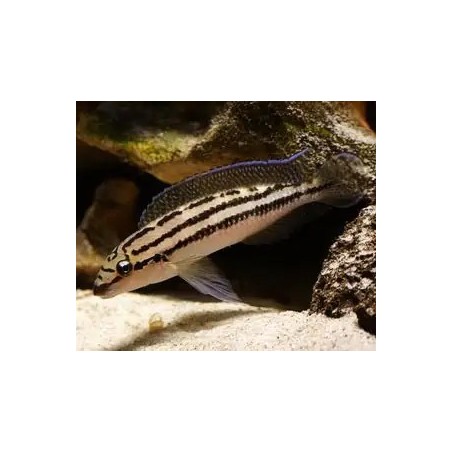 Julidochromis dickfeldi - 4 - 5 cm