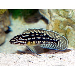 Julidochromis marlieri - 3 - 4 cm
