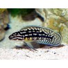 Julidochromis marlieri - 3 - 4 cm