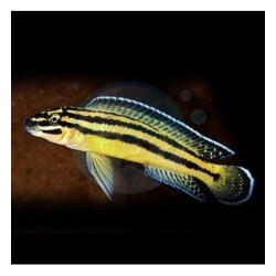 Julidochromis ornatus - 3.5 - 4 cm