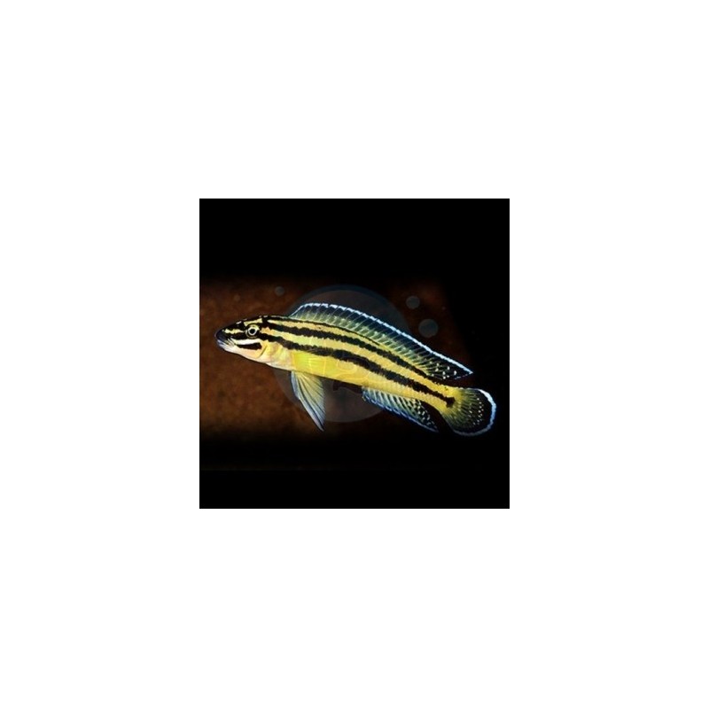 Julidochromis ornatus - 3.5 - 4 cm