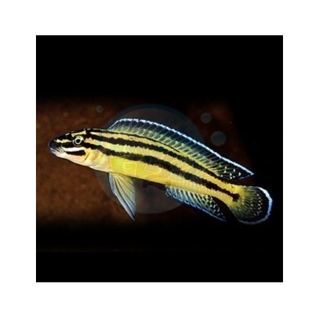 Julidochromis ornatus - 3.5 - 4 cm
