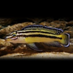 Julidochromis regani kipili - 4 - 5 cm