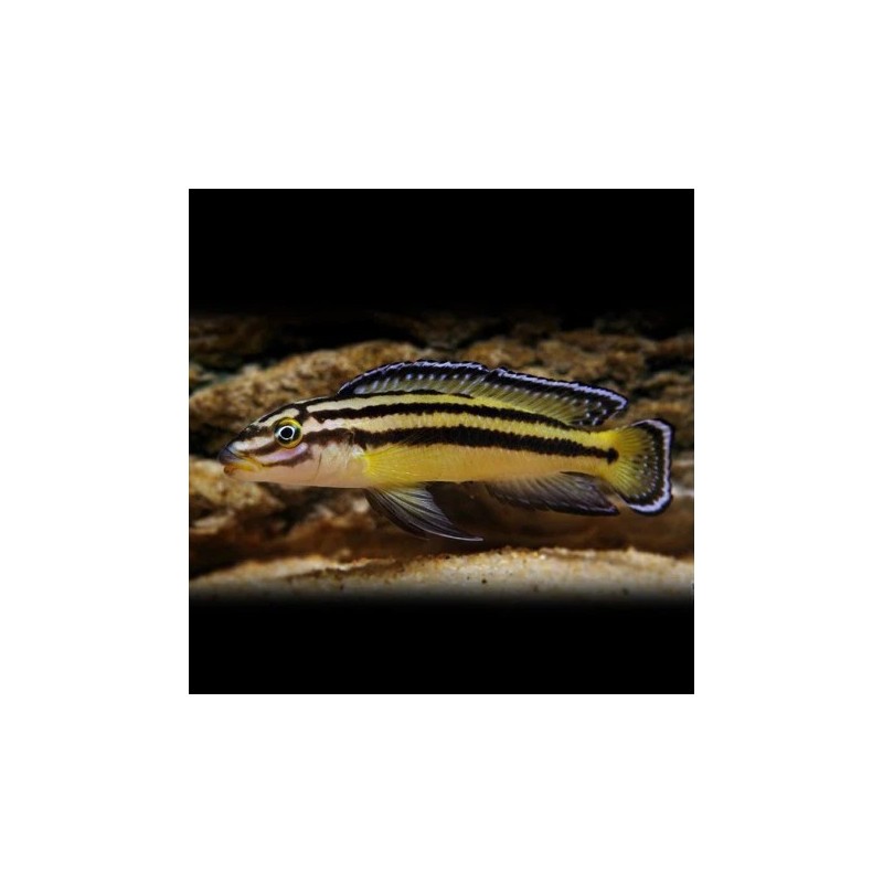 Julidochromis regani kipili - 4 - 5 cm