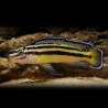 Julidochromis regani kipili - 4 - 5 cm
