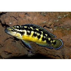 Julidochromis transcriptus - 3.5 - 4 cm