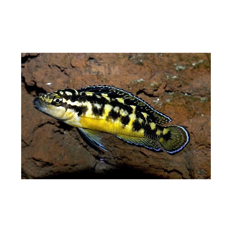 Julidochromis transcriptus - 3.5 - 4 cm