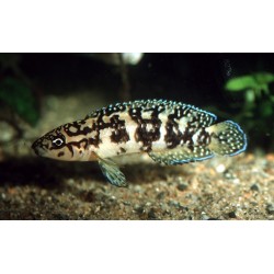 Julidochromis transcriptus gombi - 3.5 - 4 cm