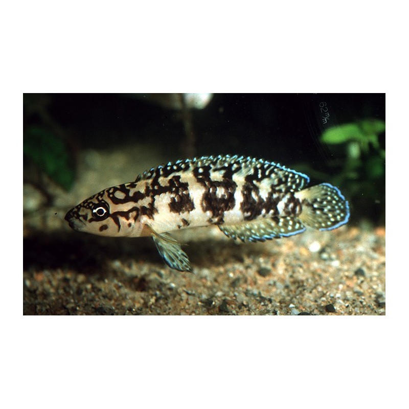 Julidochromis transcriptus gombi - 3.5 - 4 cm