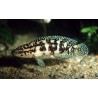 Julidochromis transcriptus gombi - 3.5 - 4 cm
