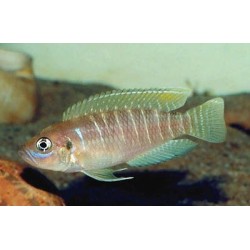 Lamprologus brevis - 4 - 5 cm
