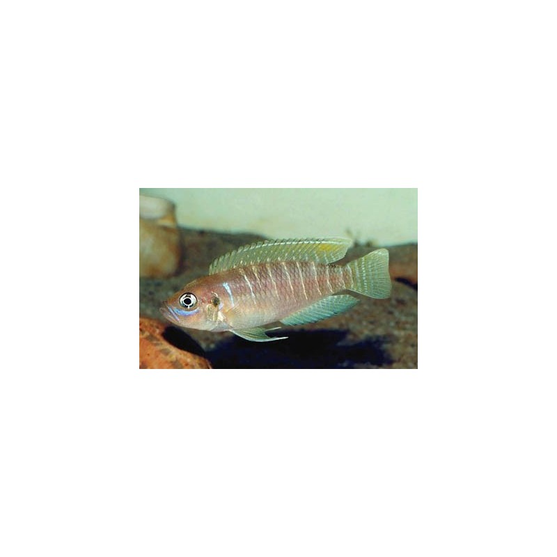Lamprologus brevis - 4 - 5 cm