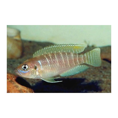 Lamprologus brevis - 4 - 5 cm