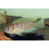 Lamprologus brevis - 4 - 5 cm