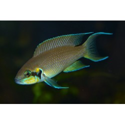 Lamprologus brichardi - 3 - 4 cm